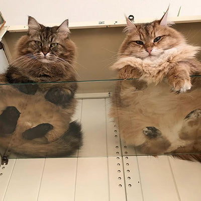 Photos Of Cats On Glass Are Utterly Adorable, In Case You Didn't Know