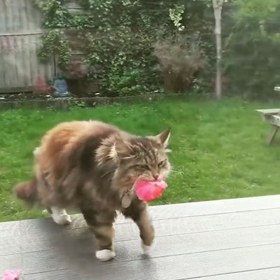 Cat Brings Stolen Flowers To Her Favorite Neighbors Every Day