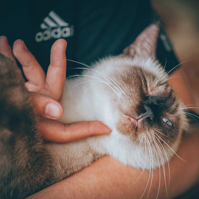 6 Signs Your Cat Actually Loves You & Isn't Just In It For The Food