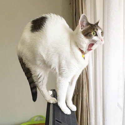 13 Cats Who DEFINITELY Just Saw A Ghost, Okay?