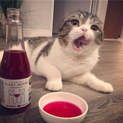 Bottoms Up! It's National Drink Wine With Your Cat Week