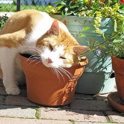 Cats Don’t Just Use Catnip For The “High” – It Can Protect Them As Well