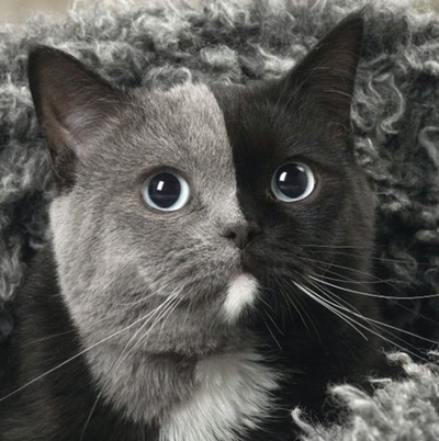 Rare 'Two-Faced' Cat Named Narnia Has Purrfectly Unique Markings