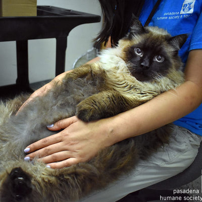 Chubbs, A 29-lb. Cat Found Wandering the Street, Seeks Forever Home