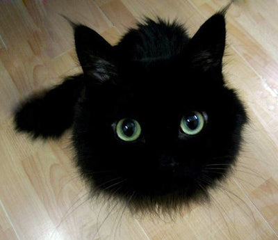 13 Adorable Black Cats In Honor of Friday the 13th