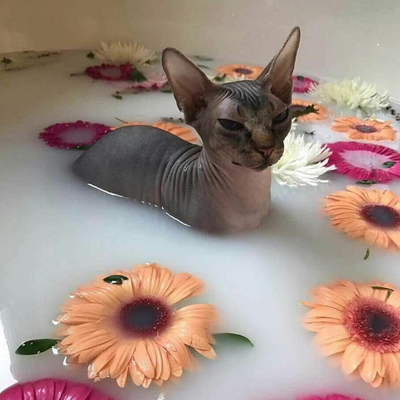 10 Weird Cats That Actually Love the Water