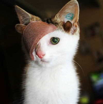 Rare One-Eyed, Four-Eared 'Frankenkitten' Finds Forever Home