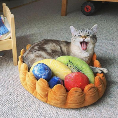 12 Purrfect Birthday Gift Ideas For Your Cat-Obsessed Friend