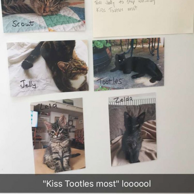 Loving Cat Owners Leave Hilariously Detailed Dossiers For Their Pet Sitters