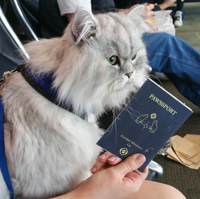 8 Ways to Make Traveling With Your Cat a Breeze