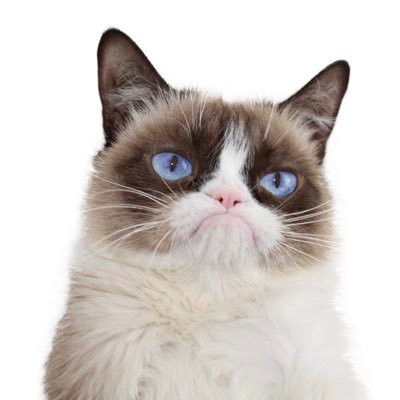 Grumpy Cat, The Internet's Grumpiest Legend, Has Died