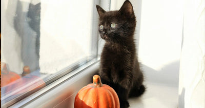 Keep Your Kitties Safe This Halloween!