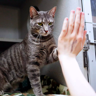 Shelter Cats Are Learning To High Five to Get Adopted
