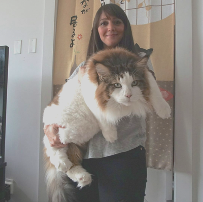 12 Ridiculously Large-and-In-Charge House Cats