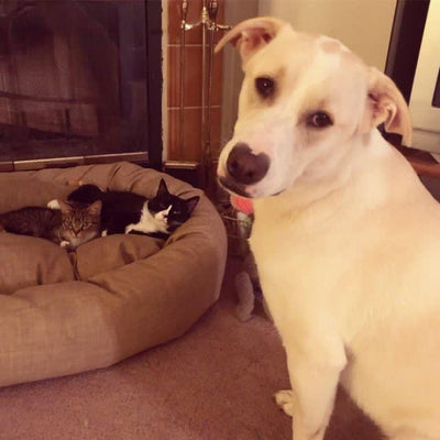 10 Shameless Cats Showing Dogs Who Are Really in Charge