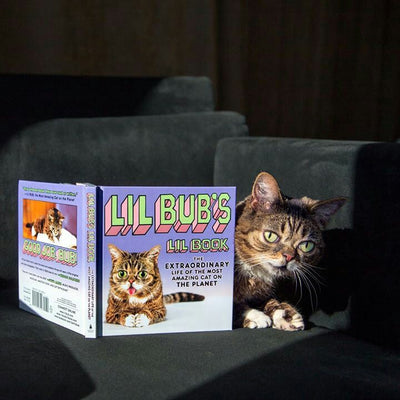 Did You Know Meowingtons Now Carries Books for Cat Lovers?