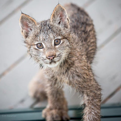 Mama lynx with 7 kittens visit Alaska photographer's porch