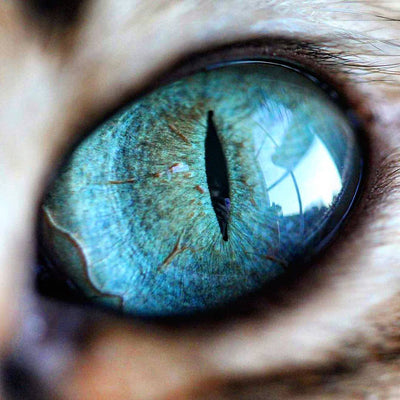 Mesmerizing Macro Photos Highlight Colorful Details of Cat Eyes