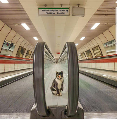 The Cat Who Refused to Move For Commuters 'Owns' that Metro Station in Istanbul