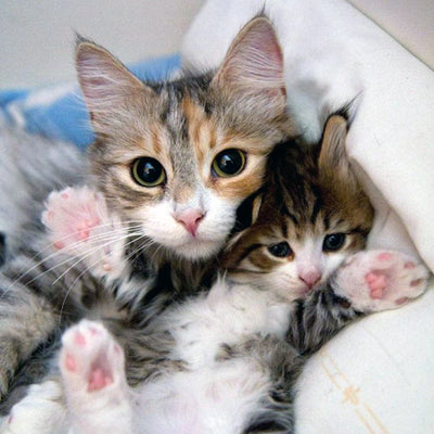 Cat Moms Cuddling Their Adorable Mini-Me Kittens