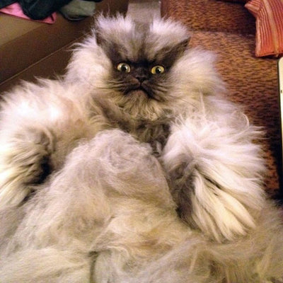 Literally Just 20 of The Fluffiest Cats You've Ever Seen