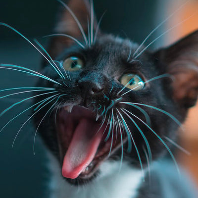 5 Reasons Your Cat Keeps Meowing At Night