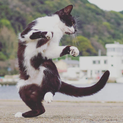 Photographer Captures Ninja Cats in Ameowzing Action Shots