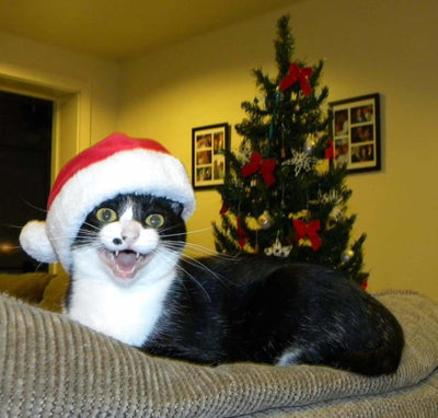 17 Cats That Are Absolutely Sleighing Their Christmas Outfits