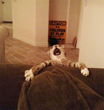 20 Melodramatic Cats That Deserve An Oscar