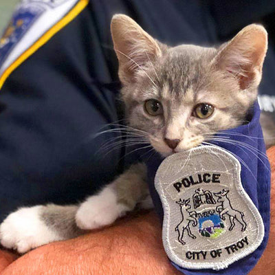 Meet Pawfficer Donut, the Troy Police Department’s Adorable Cat