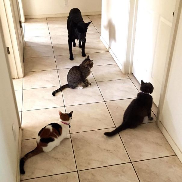 The Hilarious & Adorable Reality of Living With Multiple Pets – Meowingtons