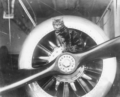 20 Historical Photos of Cats And Their Soldiers in World War I and II