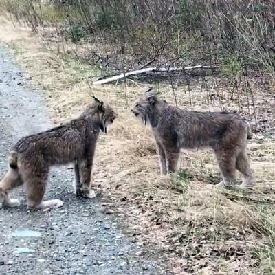 Watch This Rare Footage of Two Lynxes Screaming At Each Other In the Woods