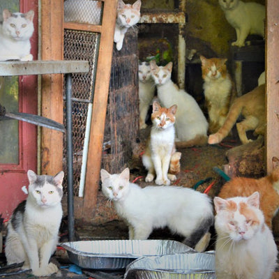 More Than 170 Cats Rescued From Hoarding Situation Need Your Help