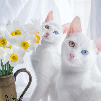 These Identical Twin Cats Share Everything, Even Their  Multi-Colored Eyes