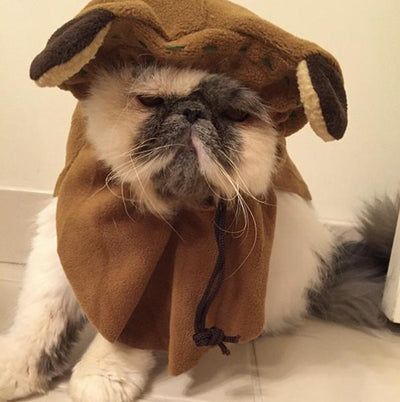 15 Cats Celebrating Star Wars Day in Style