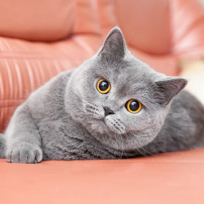 Check Out The 5 Most Popular Cat Breeds in The US