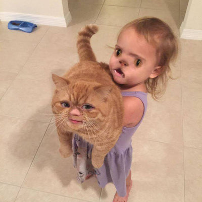 Cat Face Swaps You'll Wish You Could Unsee