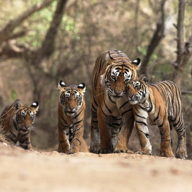 Celebrate Global Tiger Day With Some Good News About Wild Tigers ...