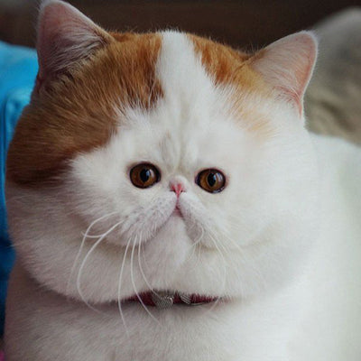 These Cats With Tiny Faces Will Brighten Your Monday