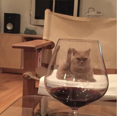 Don't Drink Alone on National Wine Day, Drink With Your Cat