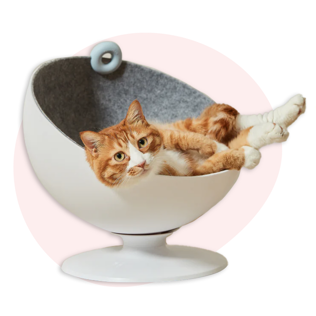 Cat Store Online Cat Trees Cat Apparel More Meowingtons