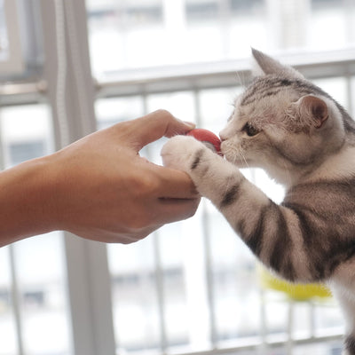 Automatic Interactive Cat Toy Ball