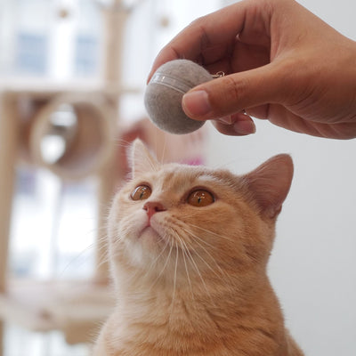 Automatic Interactive Cat Toy Ball