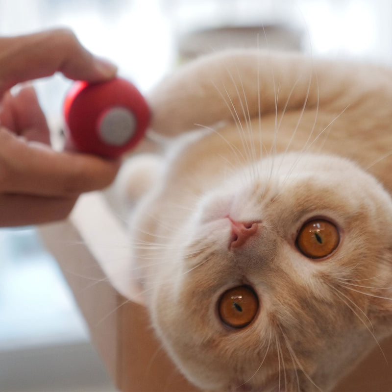 Automatic Interactive Cat Toy Ball