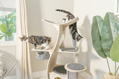 Clowder Cat Print 100% Chiffon Scarf Wrap – Meowingtons