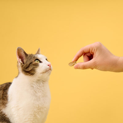 BoneItUp® Homemade Cat Treats Kit