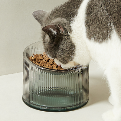 2-in-1 Elevated Glass Cat Bowl