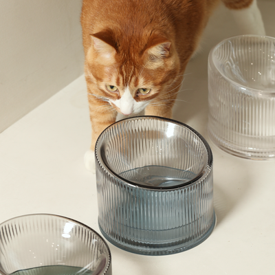 2-in-1 Elevated Glass Cat Bowl