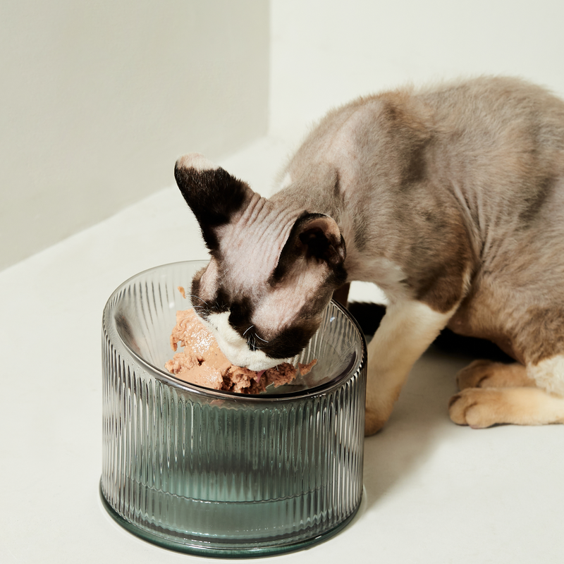 2-in-1 Elevated Glass Cat Bowl